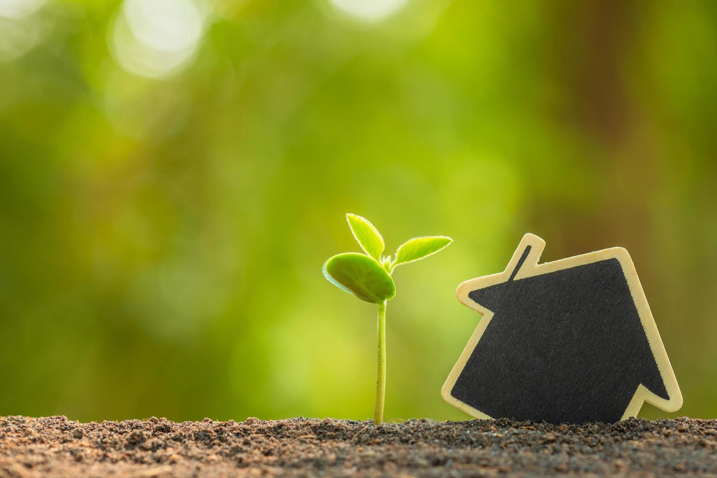 Green sprout growing in soil and wooden house symbol on outdoor sunlight and green blur background. Love tree, Save world, or growing and environment concept photo