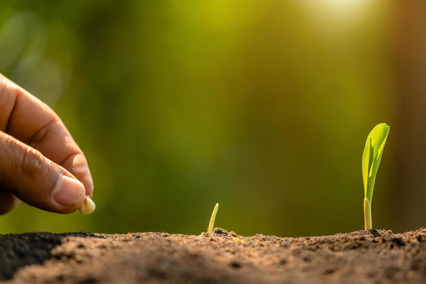 Farmer's hand planting seeds of corn tree in soil. Agriculture, Growing or environment concept photo