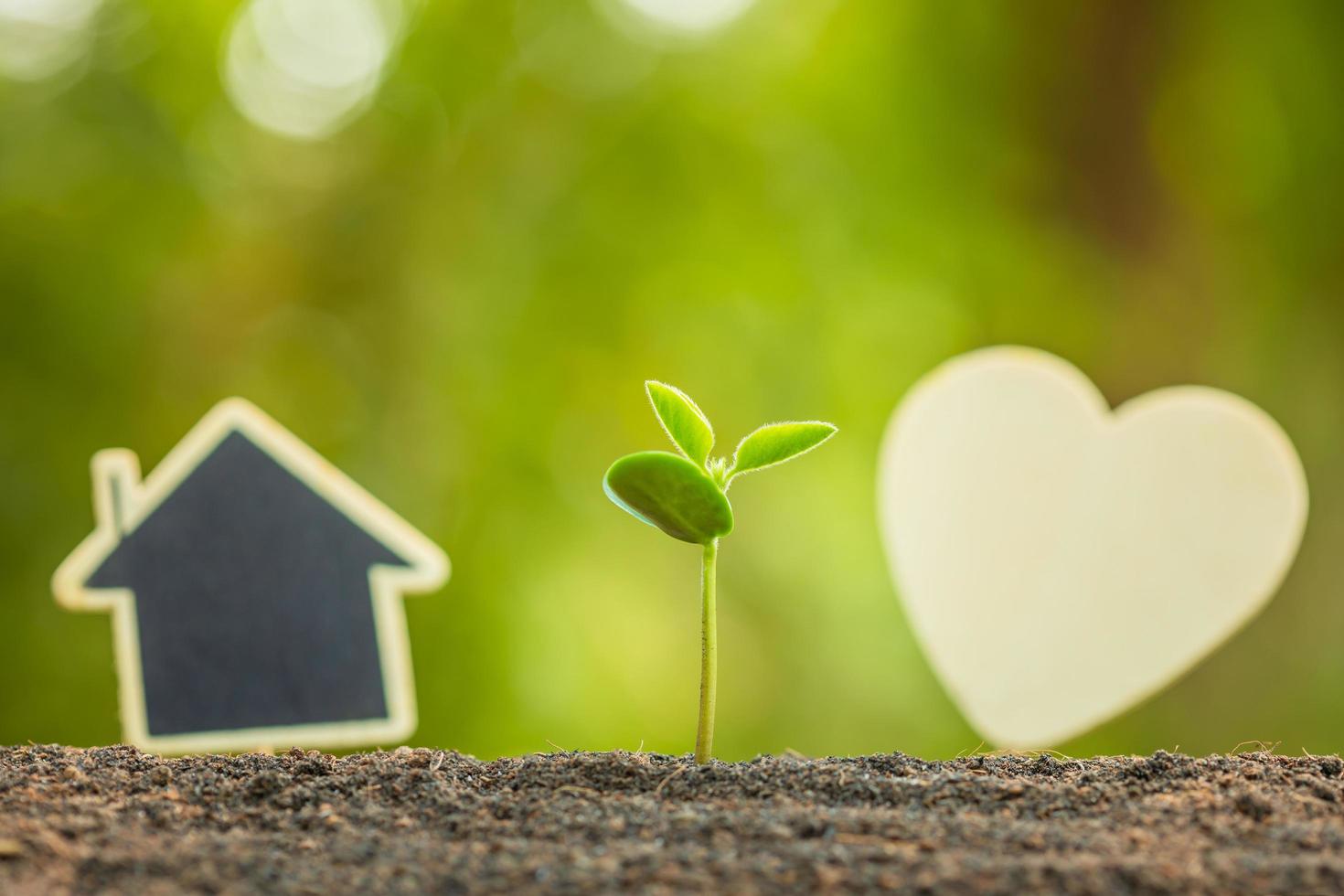 Green sprout growing in soil and wooden heart and house symbol on outdoor sunlight and green blur background. Love tree, Save world, or growing and environment concept photo