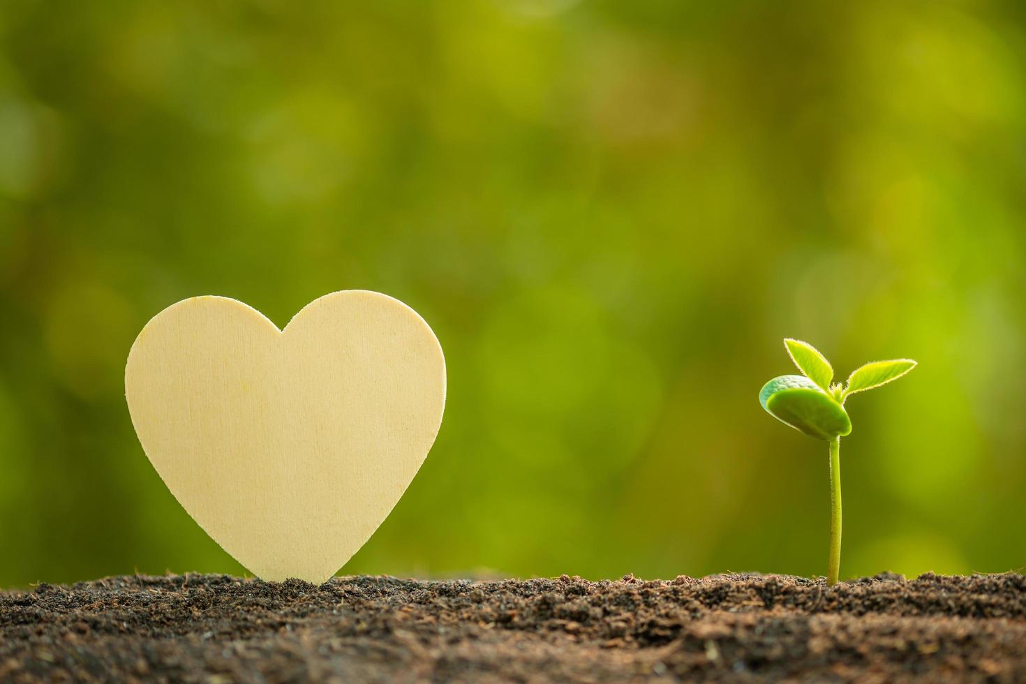 Green sprout growing in soil and wooden heart symbol on outdoor sunlight and green blur background. Love tree, Save world, or growing and environment concept photo