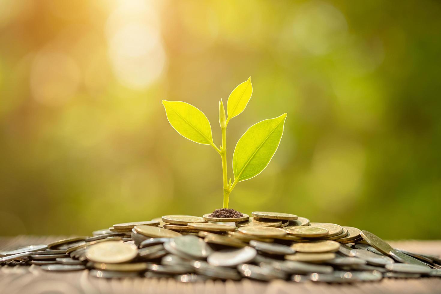 Coin stack with young green sprout on top. Business success, Financial or money growing concept photo