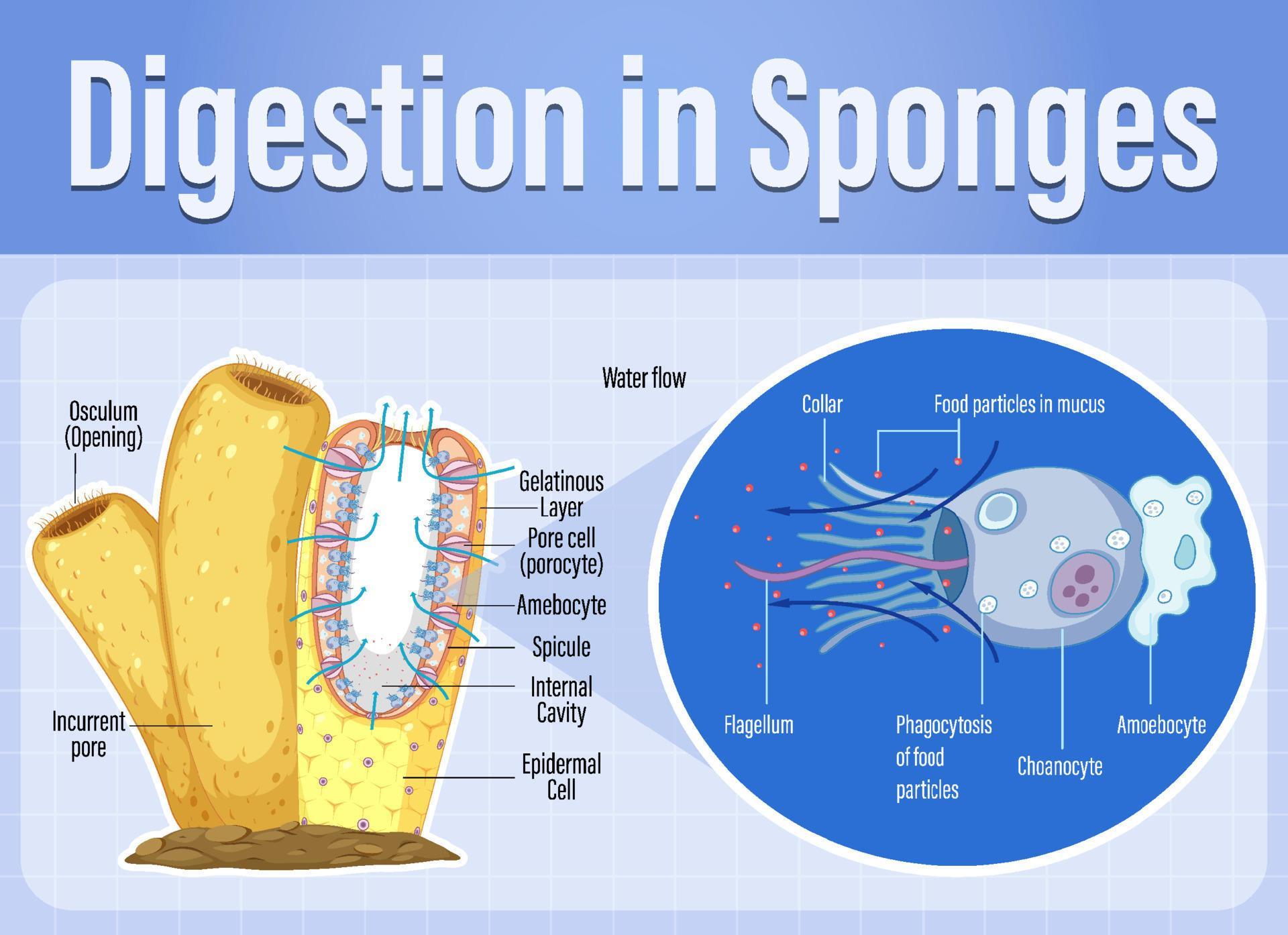 Diagram showing digestion in sponges 6037087 Vector Art at Vecteezy