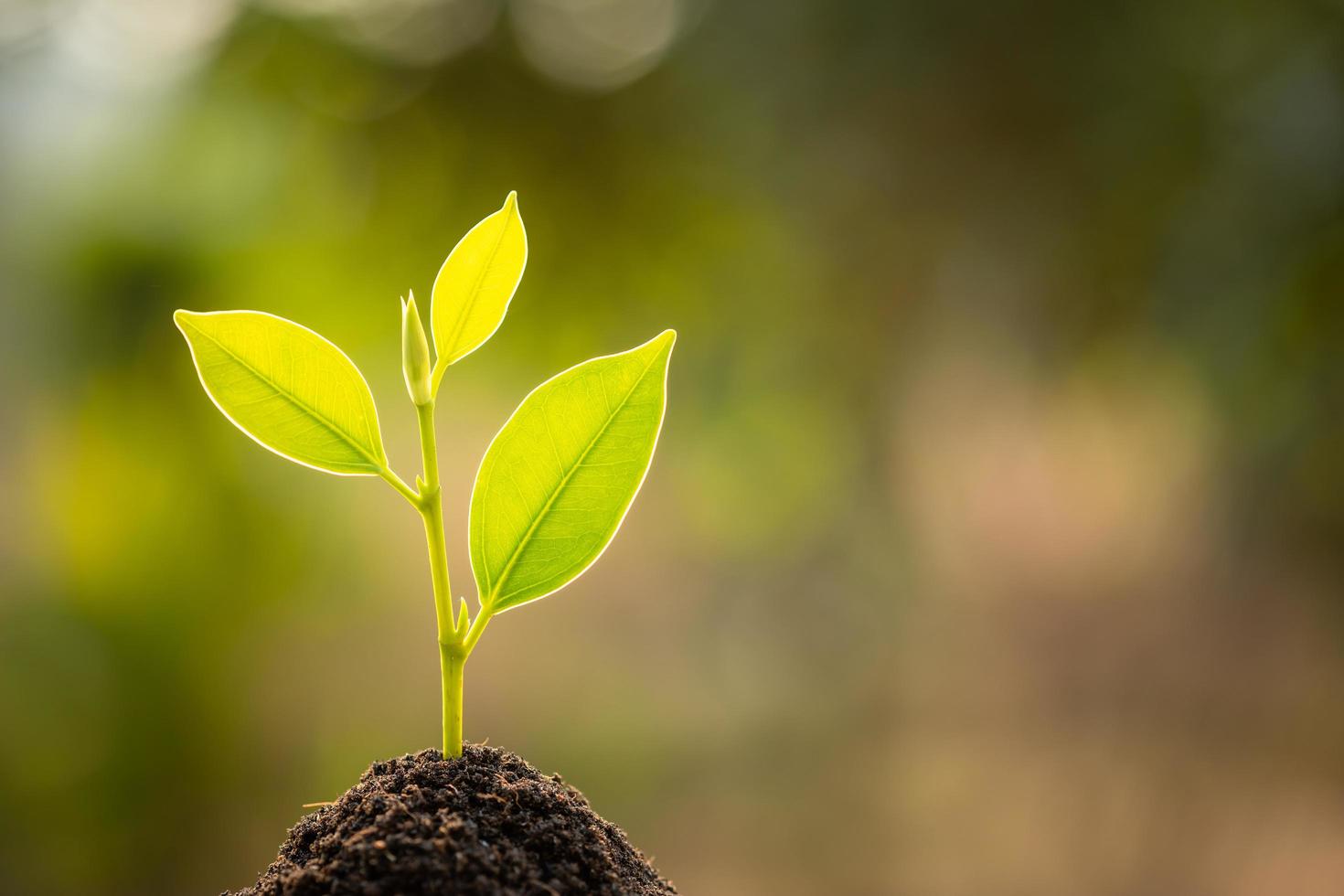 Green sprout growing in soil with outdoor sunlight and green blur background. Growing and environment concept photo