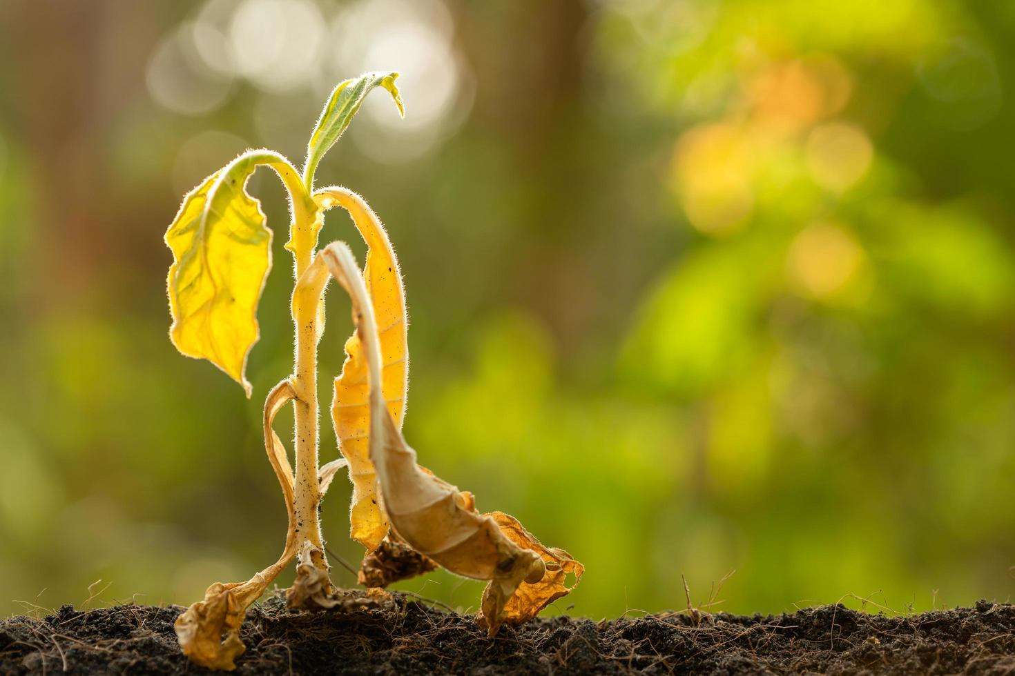 Dead young plant Tobacco Tree in dry soil on green blur background. Environment concept with empty copy space for text or design photo