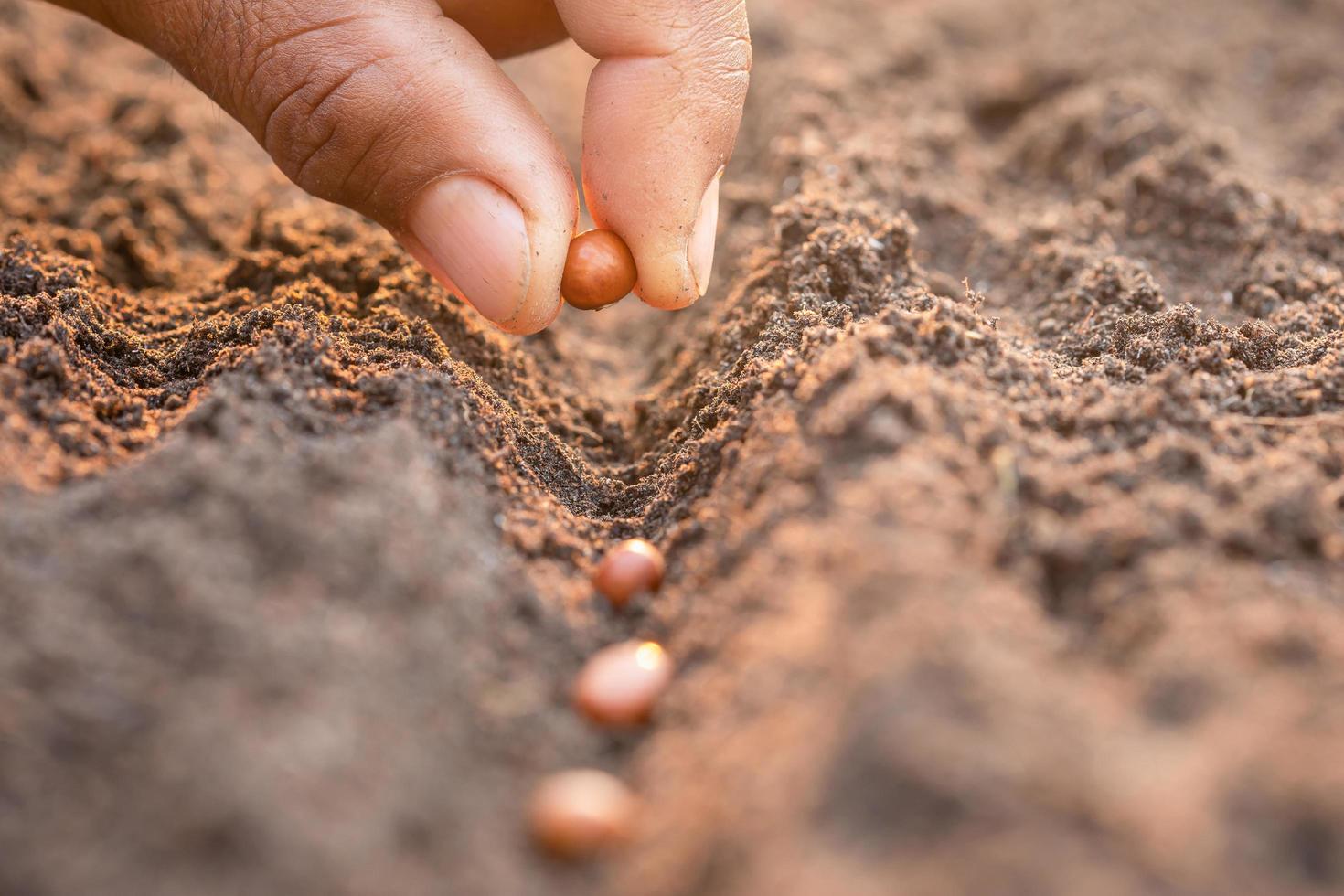 Hand of farmer planting a brown seeds in soil. Growth and environment concept photo