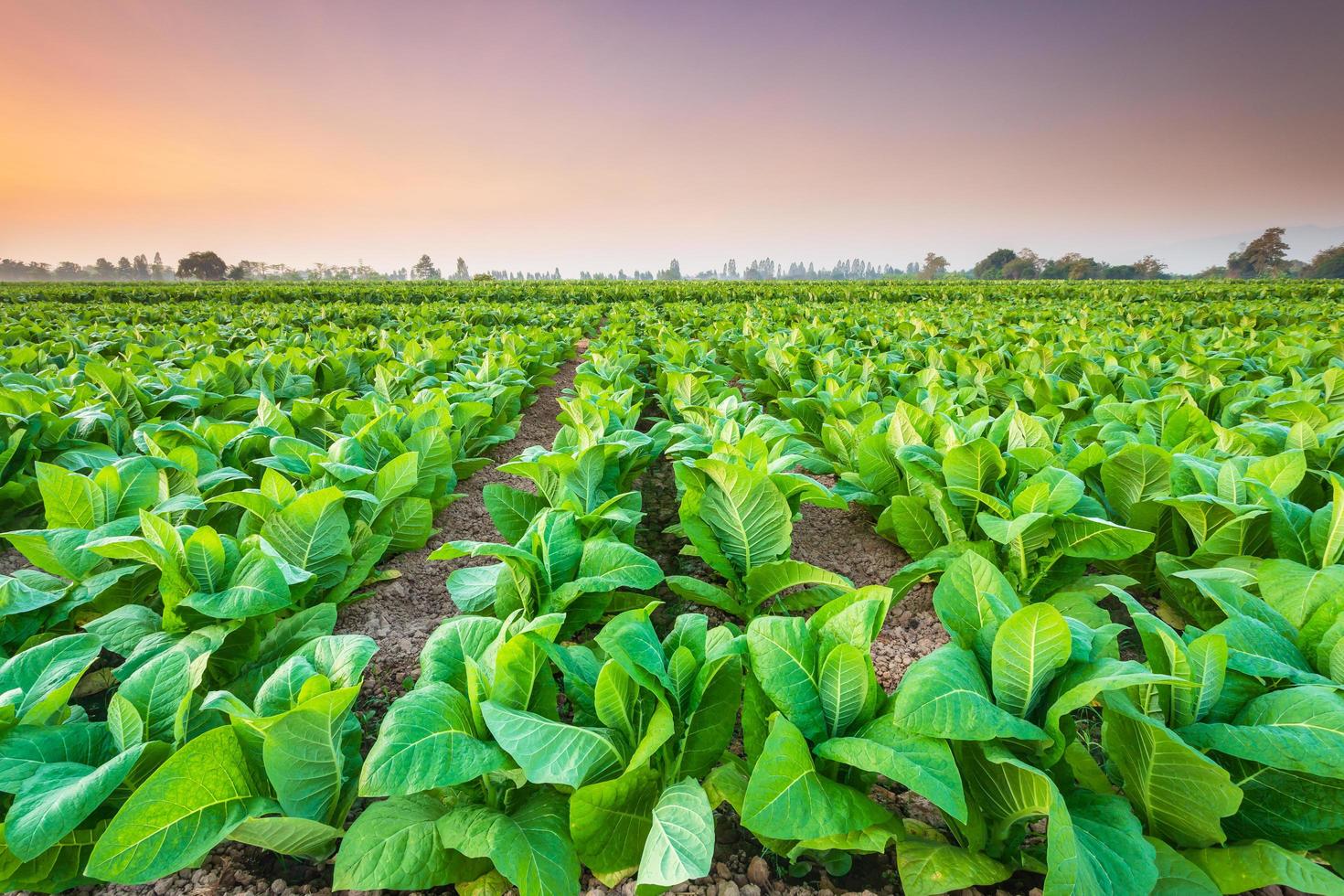 View of tobacco plant in the field at Sukhothai province, Northern of Thailand photo