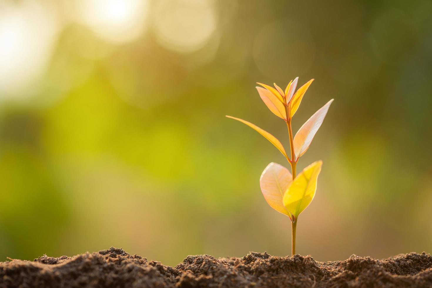 Green sprout growing in soil with outdoor sunlight and green blur background. Growing and environment concept photo