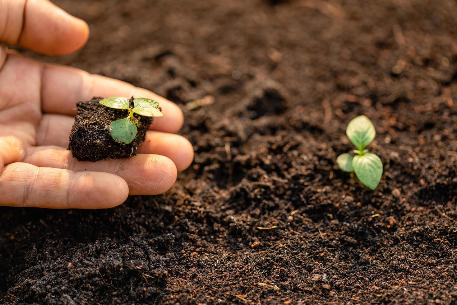 Close up hand holding young green tree sprout and planting in soil photo