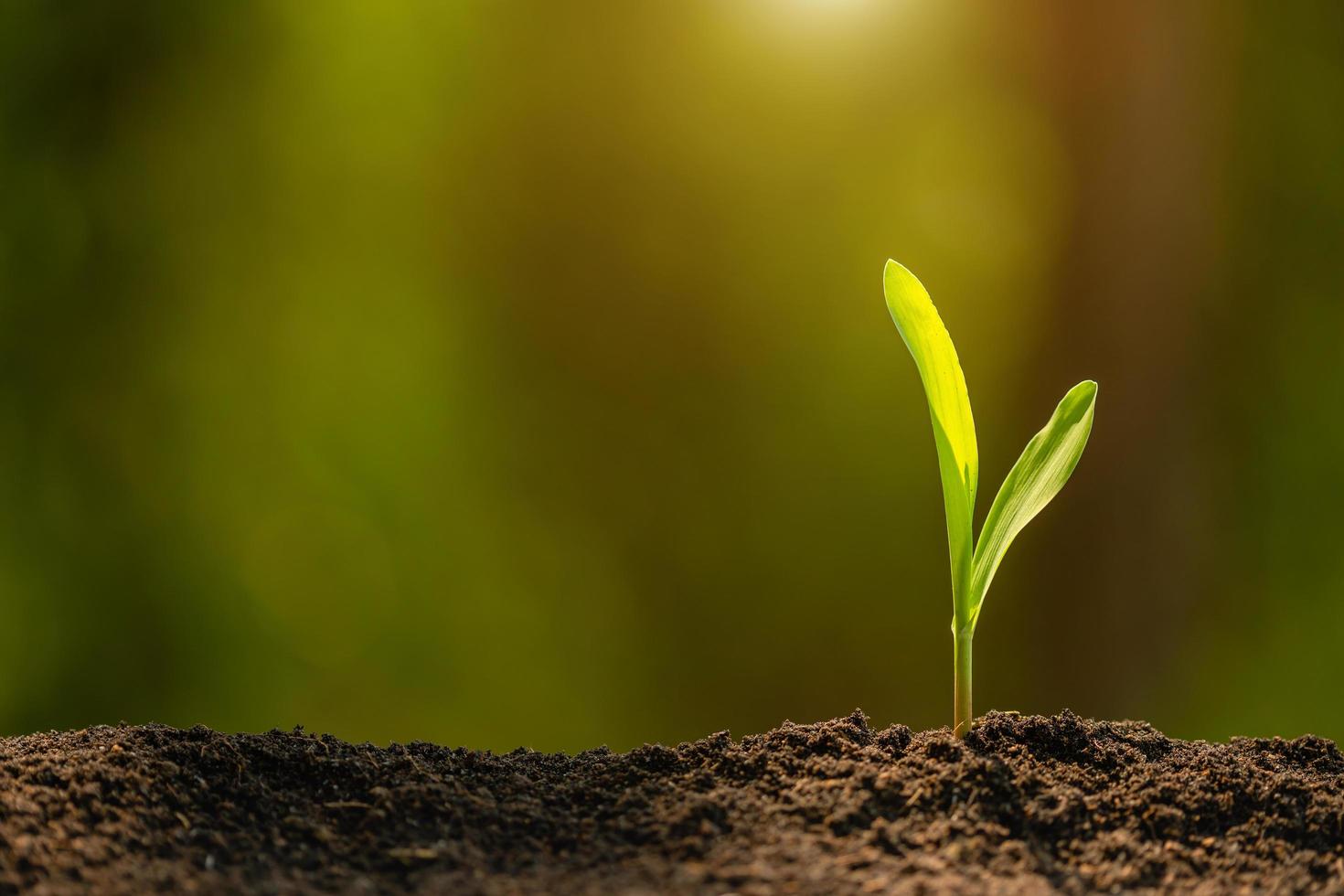 Green sprout of corn tree growing in soil with outdoor sunlight and green blur background. Agriculture, Growing or environment concept photo