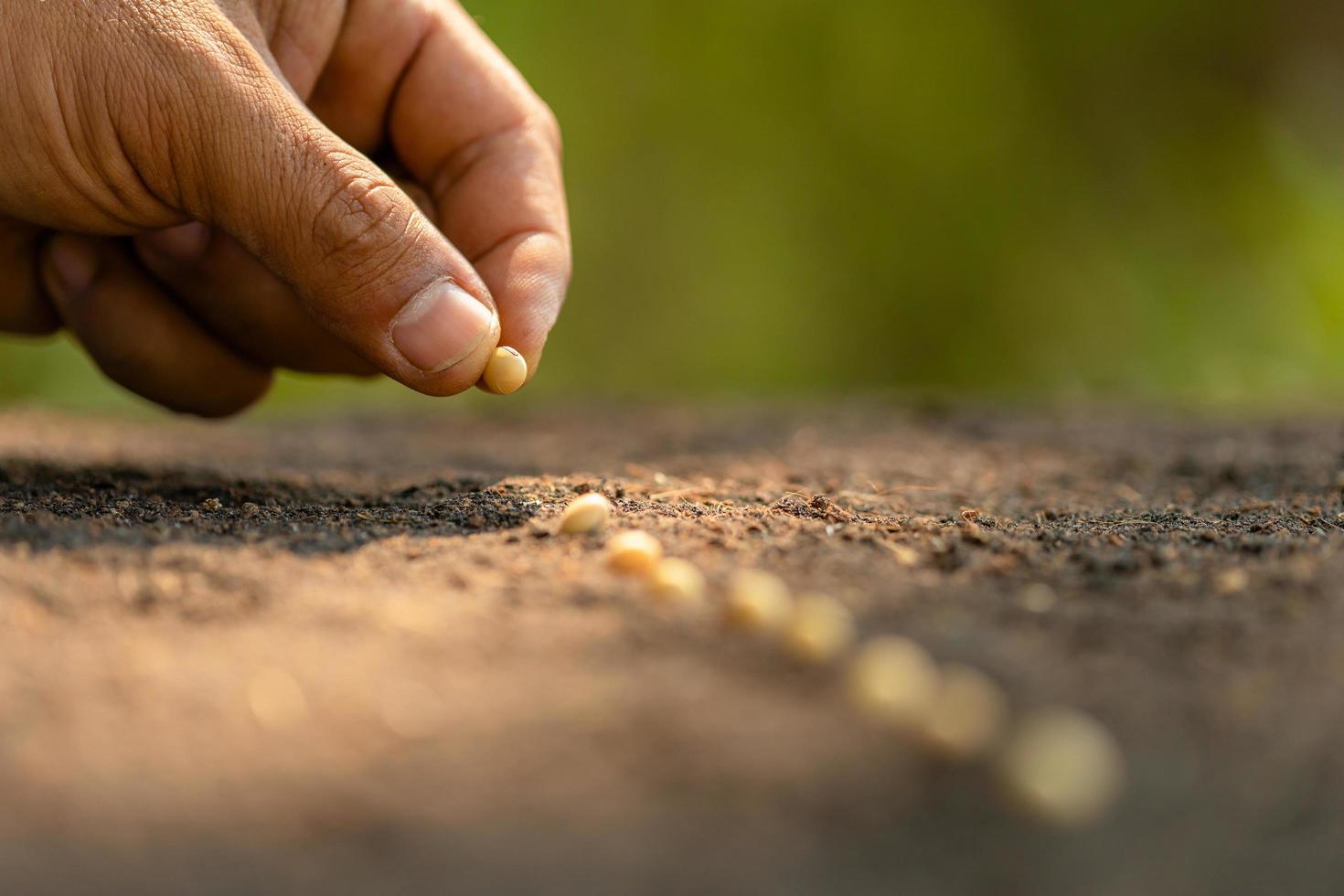 mano de granjero plantando semillas marrones en el suelo. concepto de crecimiento y medio ambiente foto