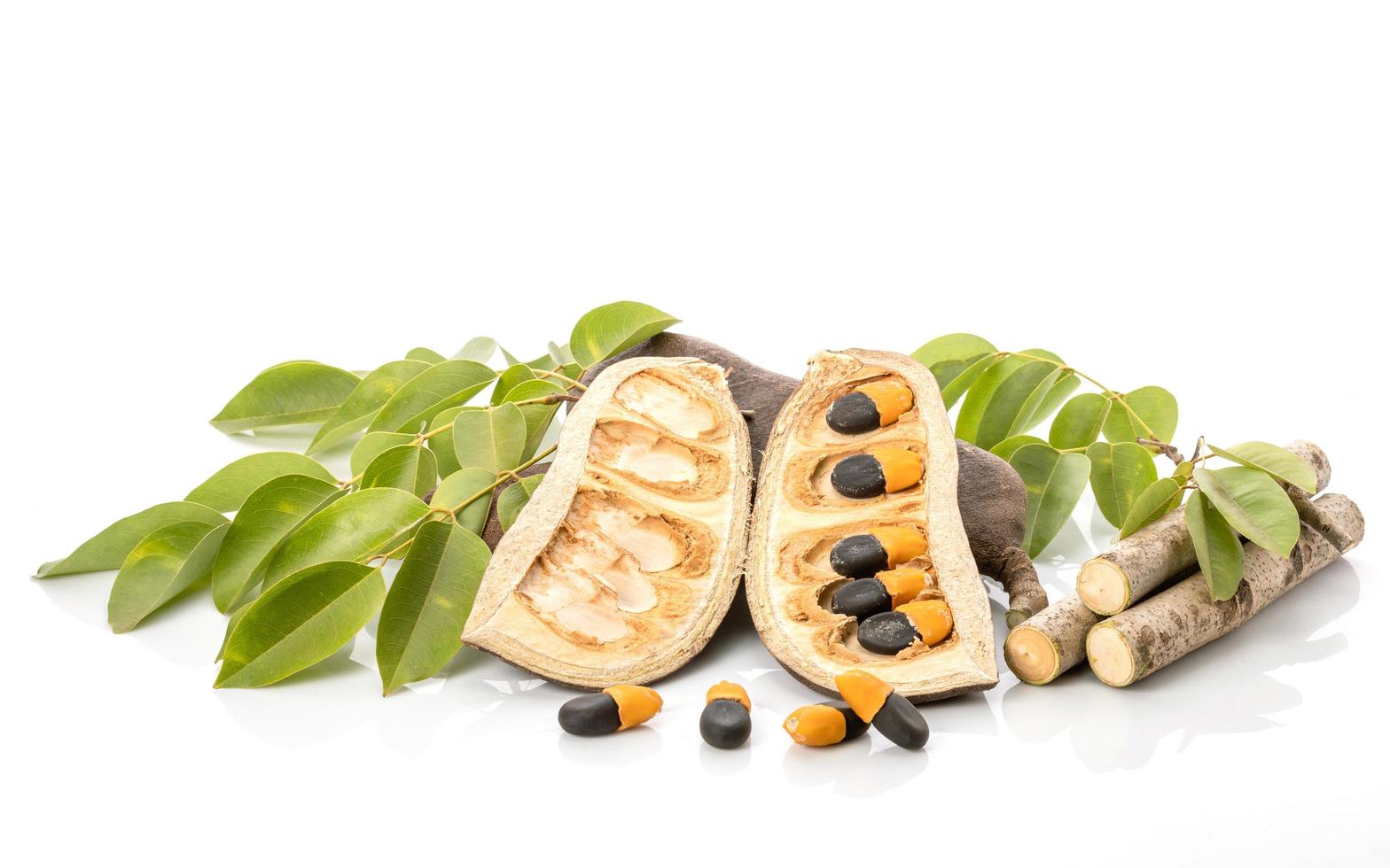 Open pod, seed, branch and leaf of Afzelia, Doussie or Makha mong tree. The tropical tree and Economic wood in Thailand photo