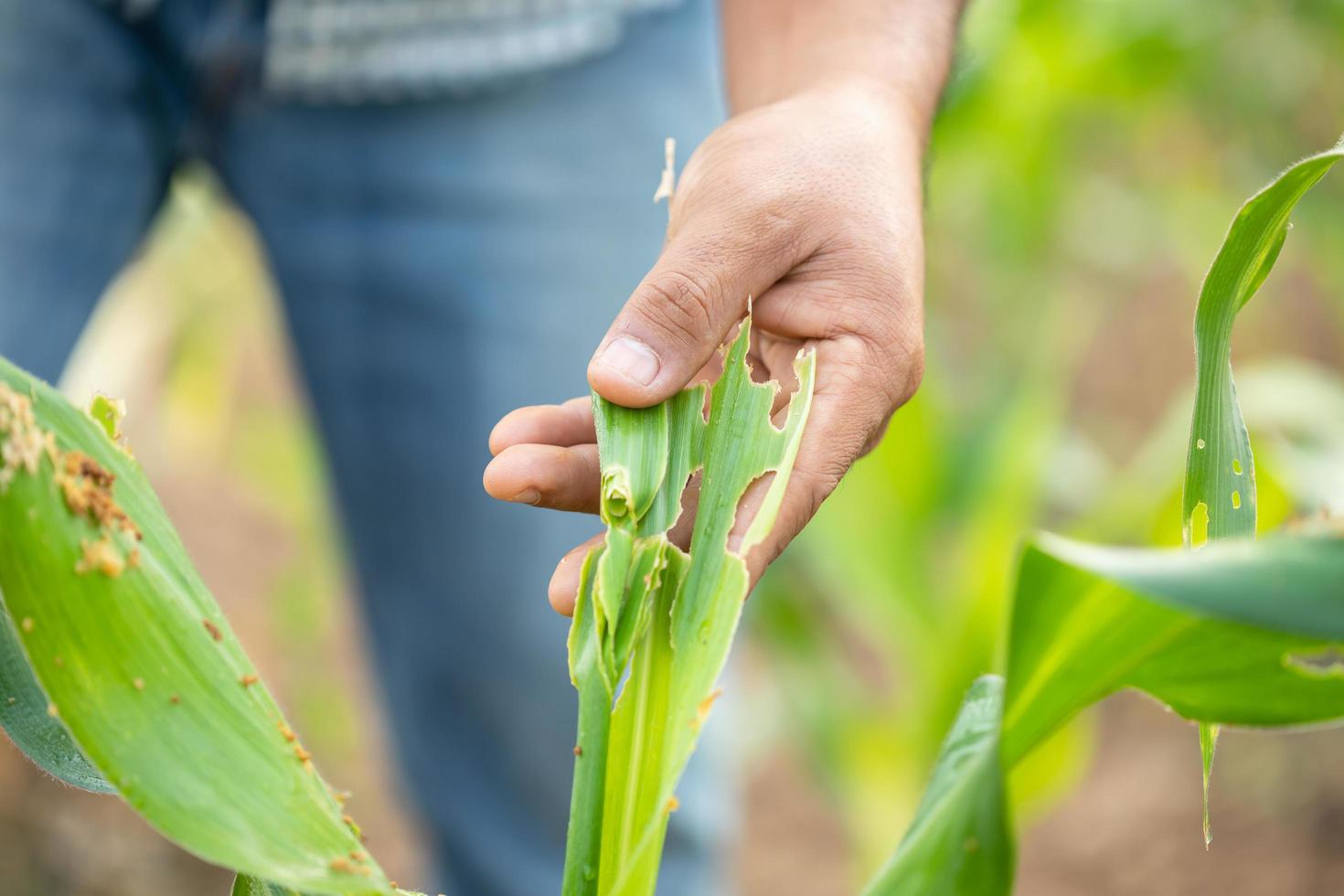 Farmer working in the field of corn tree and research or checking problem about aphis or worm eating on corn leaf after planting photo