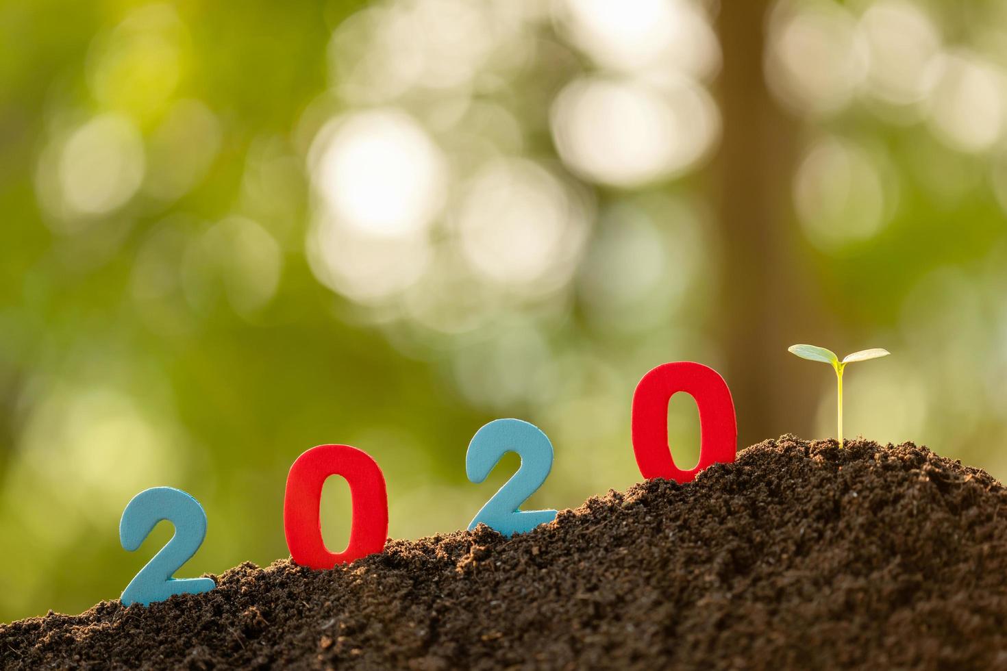 Color number 2020 and green young tree sprout growing in soil in garden blur background photo