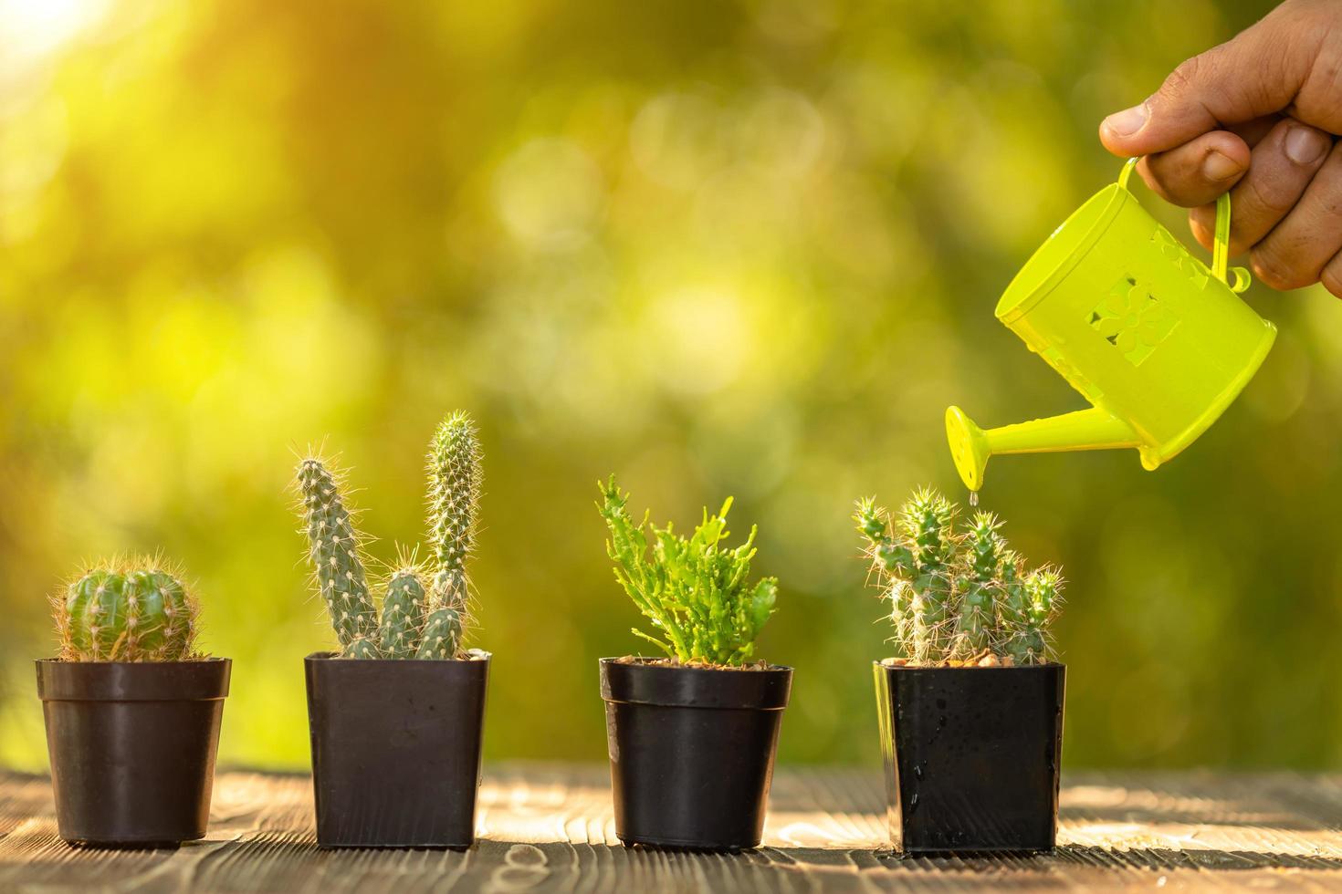 Hand watering to set of mini cactus in black plastic planting pot on wooden table, Green nature blur background photo