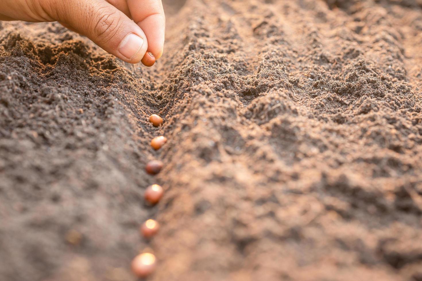 Hand of farmer planting a brown seeds in soil. Growth and environment concept photo