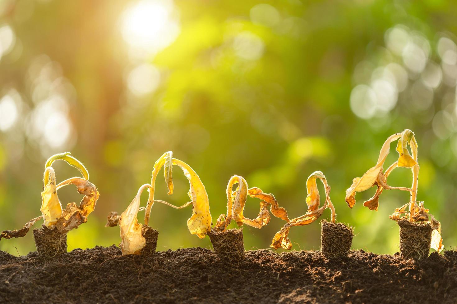 Dead young plant Tobacco Tree in dry soil on green blur background. Environment concept with empty copy space for text or design photo