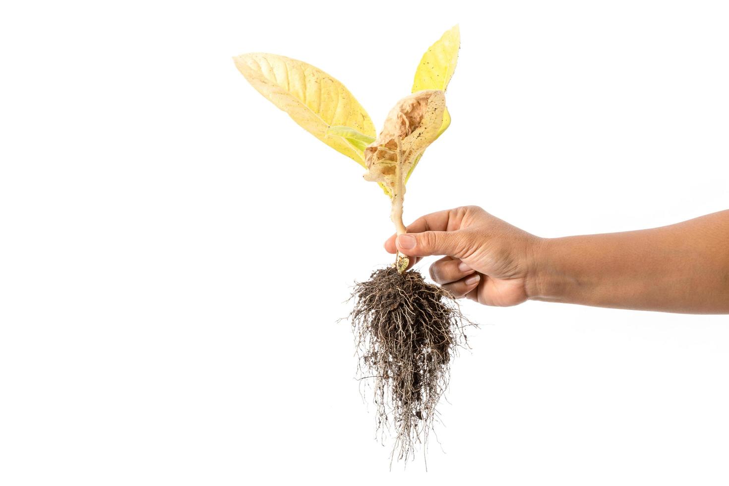 Hand holding dead young plant Tobacco Tree isolated on white background photo