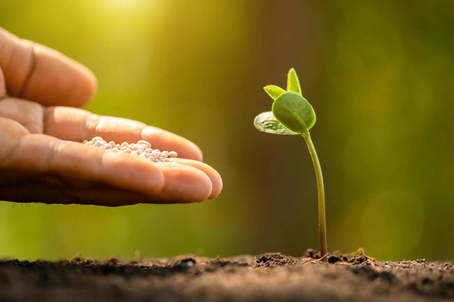 Hand giving fertilizer to young green sprout growing in soil on Green nature blur background. photo