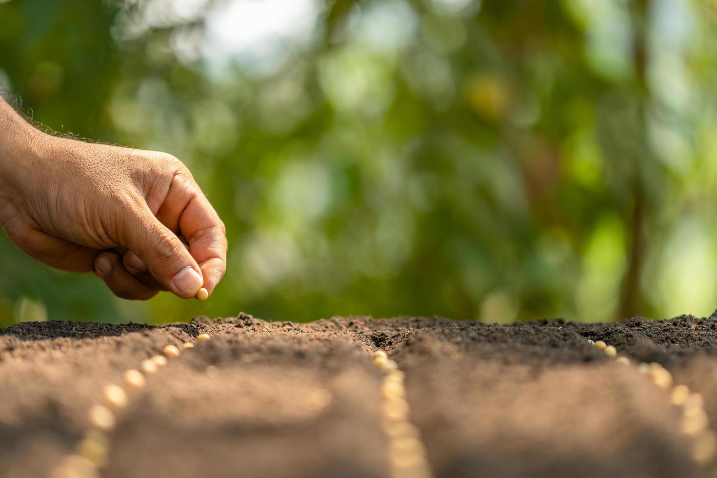 Hand of farmer planting a brown seeds in soil. Growth and environment concept photo