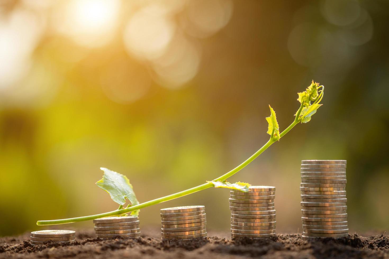 Coin stack with young green vine on top. Business success or money growing concept photo