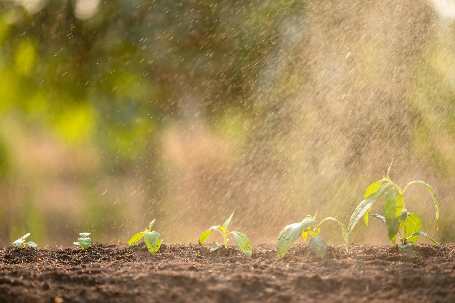 brote verde que crece en el suelo con luz solar exterior y fondo verde borroso. concepto de crecimiento y medio ambiente foto