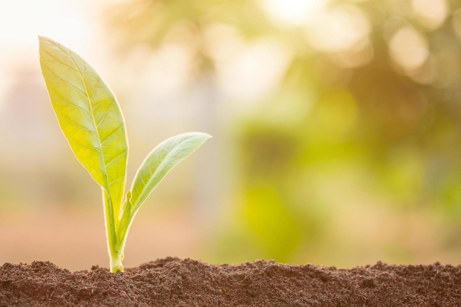 Green sprout growing in soil with outdoor sunlight and green blur background. Growing and environment concept photo