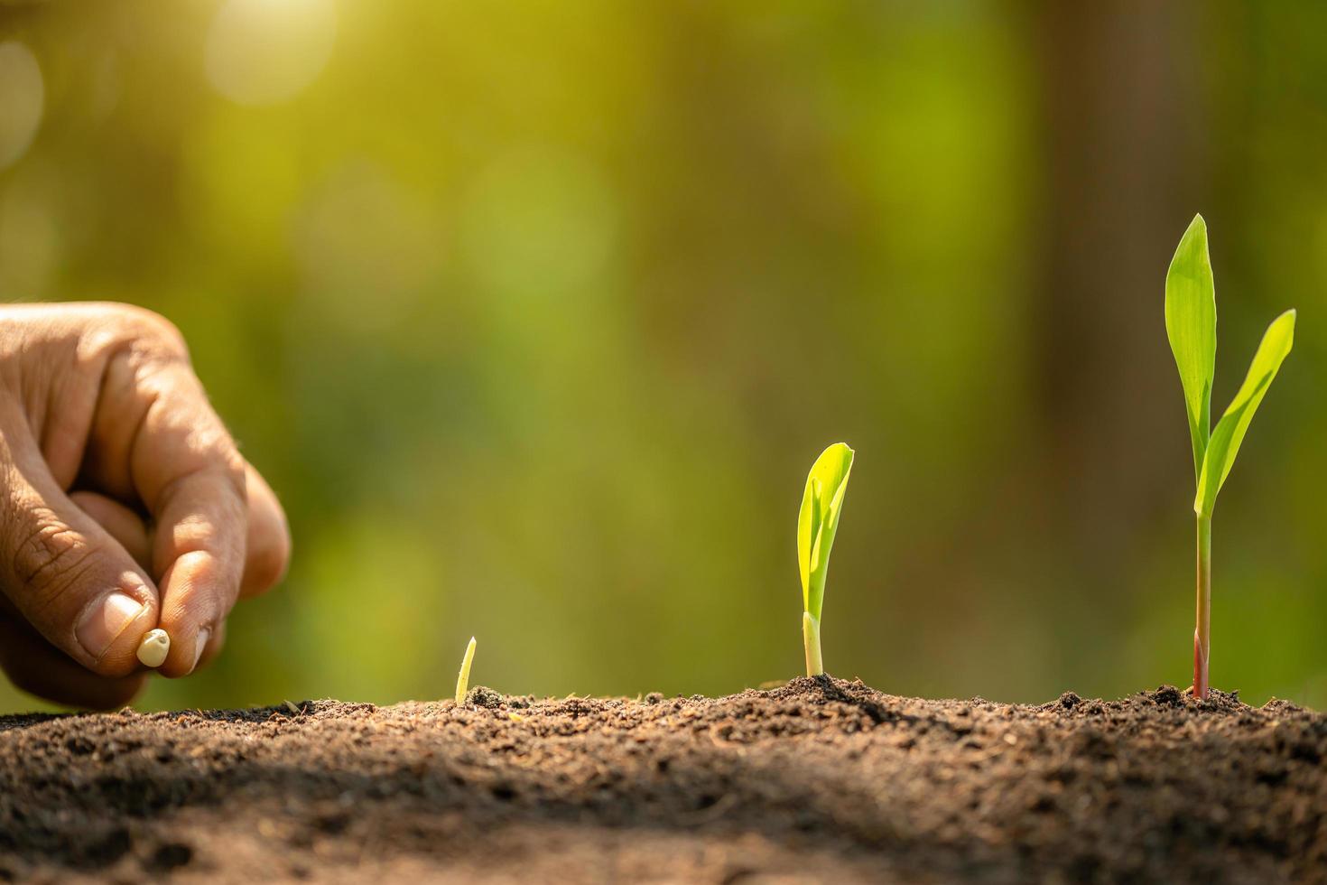 mano de granjero plantando semillas de maíz en el suelo. concepto de agricultura, cultivo o medio ambiente foto