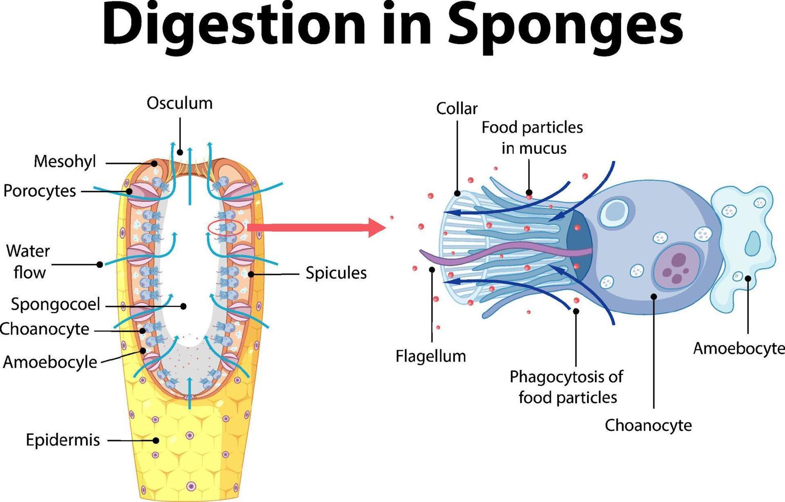 Diagram showing digestion in sponges vector