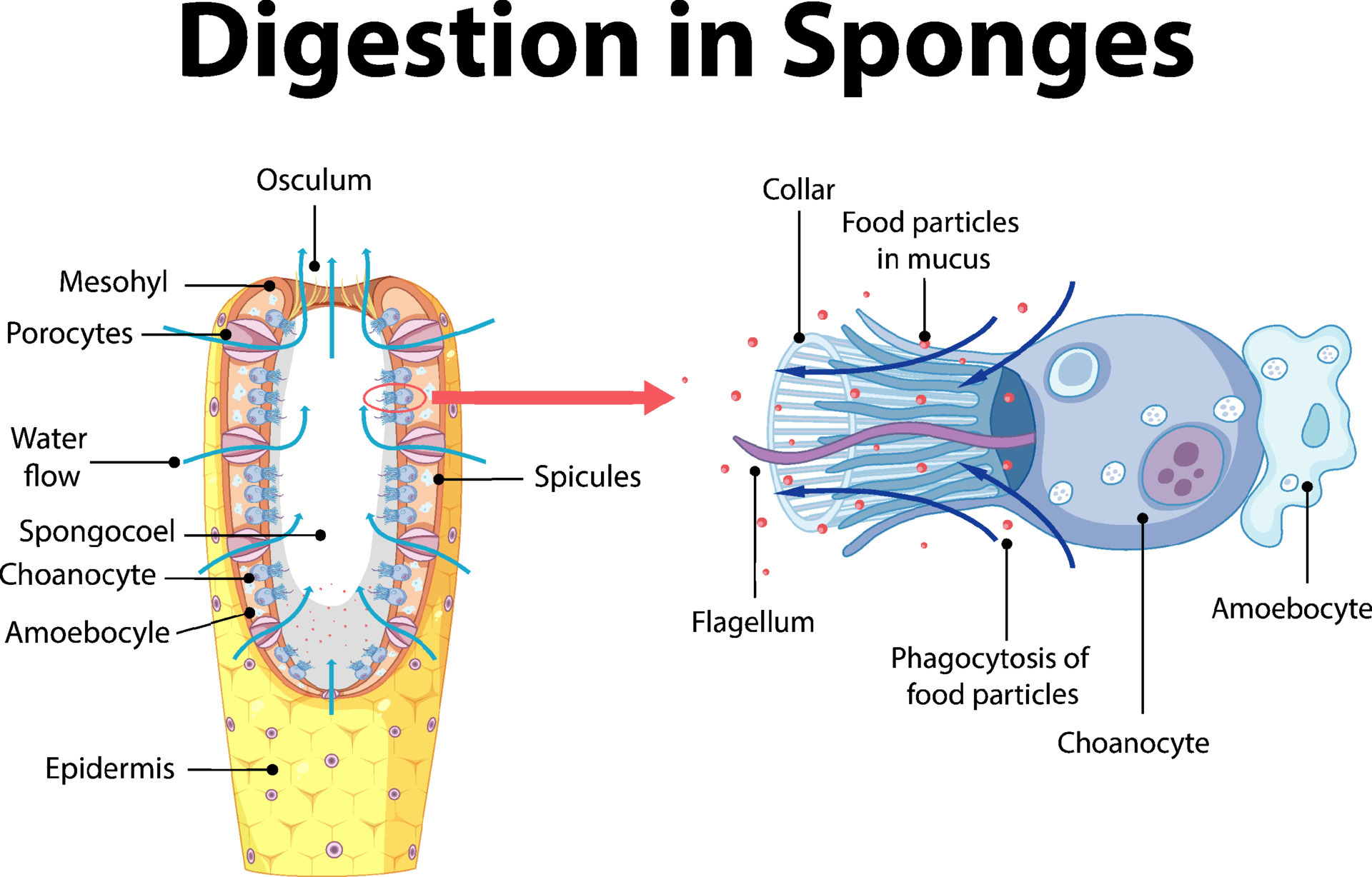 Diagram showing digestion in sponges 6037421 Vector Art at Vecteezy