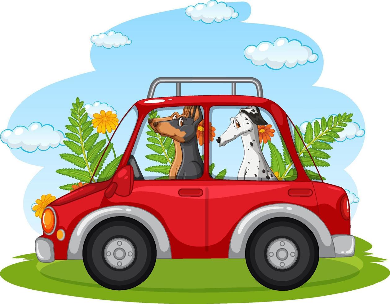 Two dogs riding in red car vector