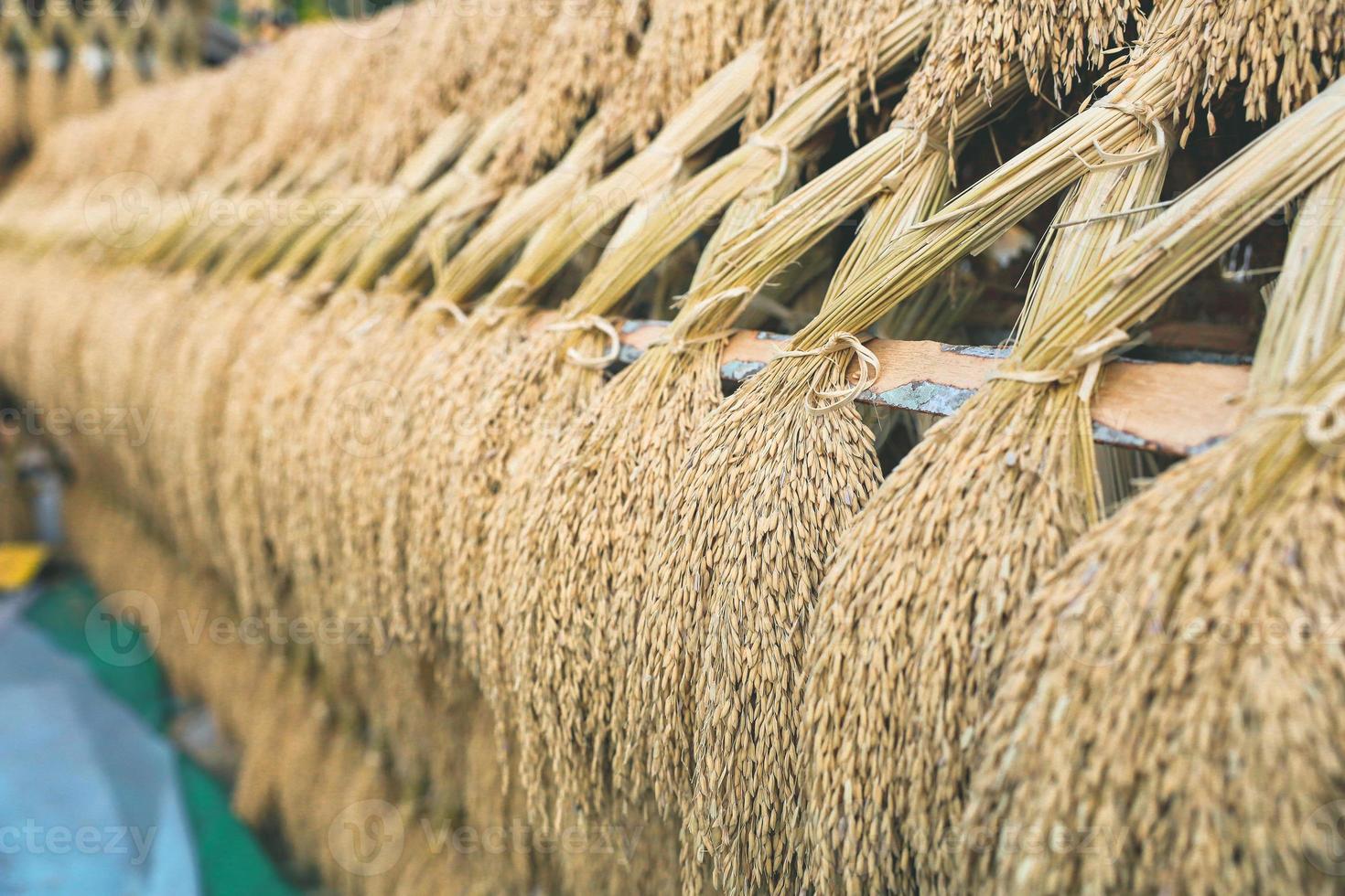 Rice paddy has been make to Pagoda by farmmer photo