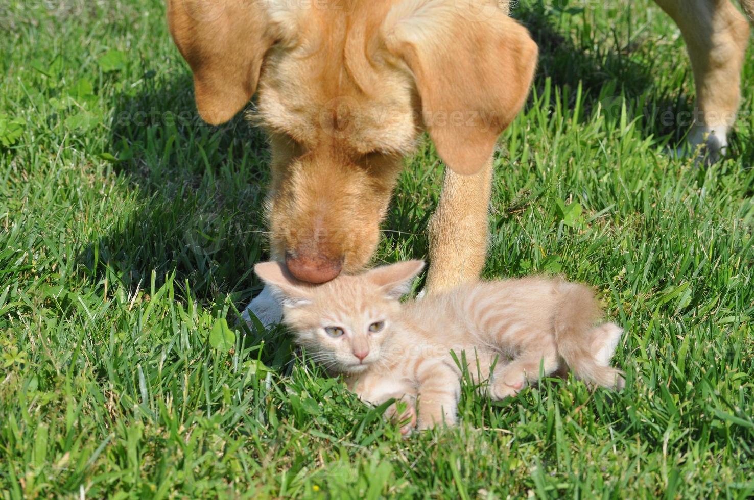 orange domestic tabby cat and labrador dog photo