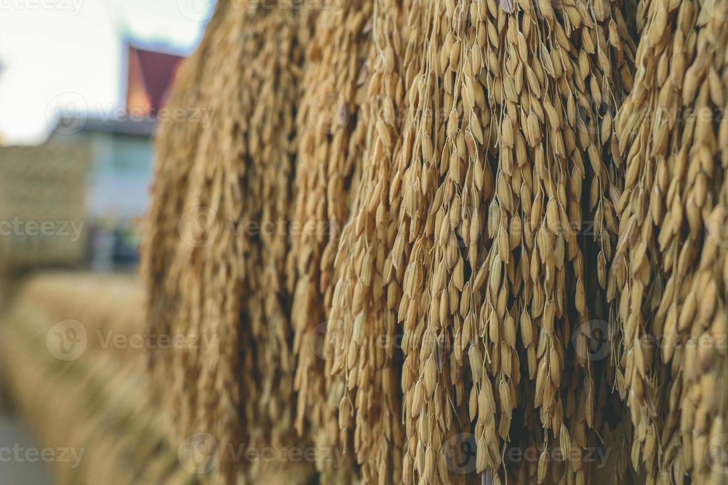 Rice paddy has been make to Pagoda by farmmer photo