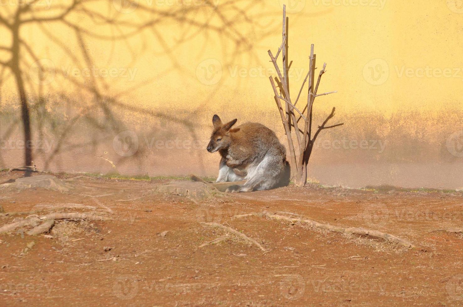 Kangaroo mammal animal photo