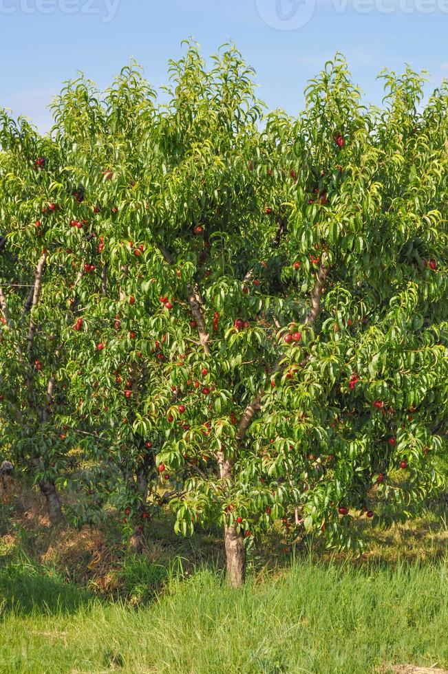 Prunus fruit tree photo