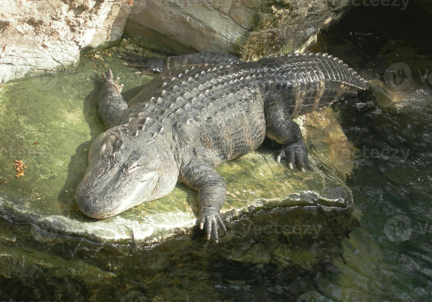 reptil cocodrilo en un charco de agua foto