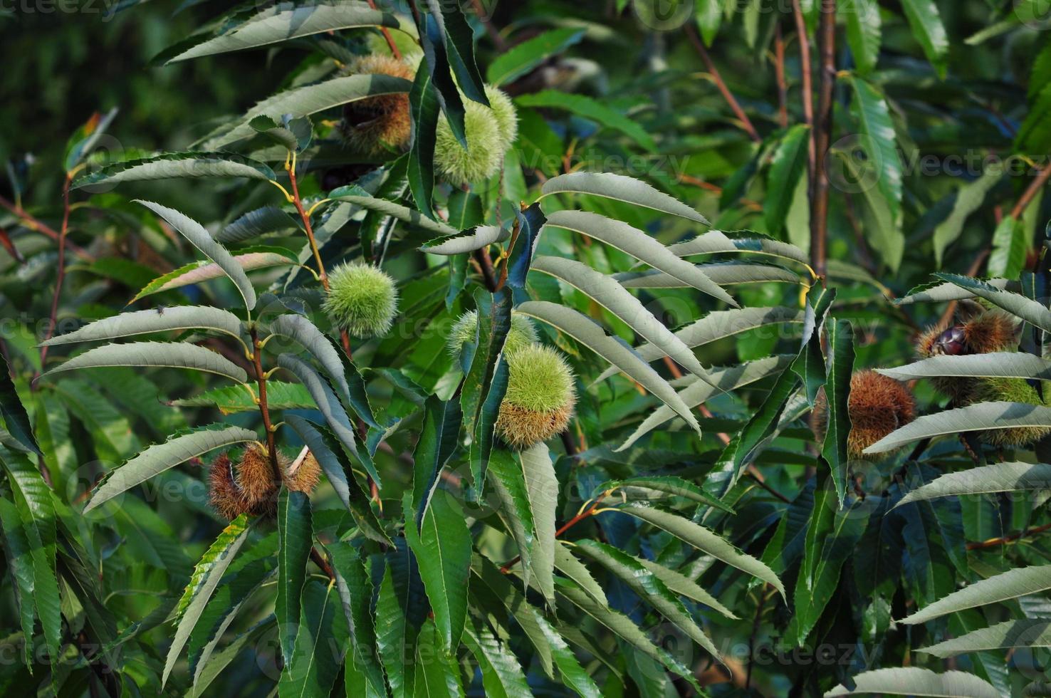 detalle de castañas útil como fondo natural foto