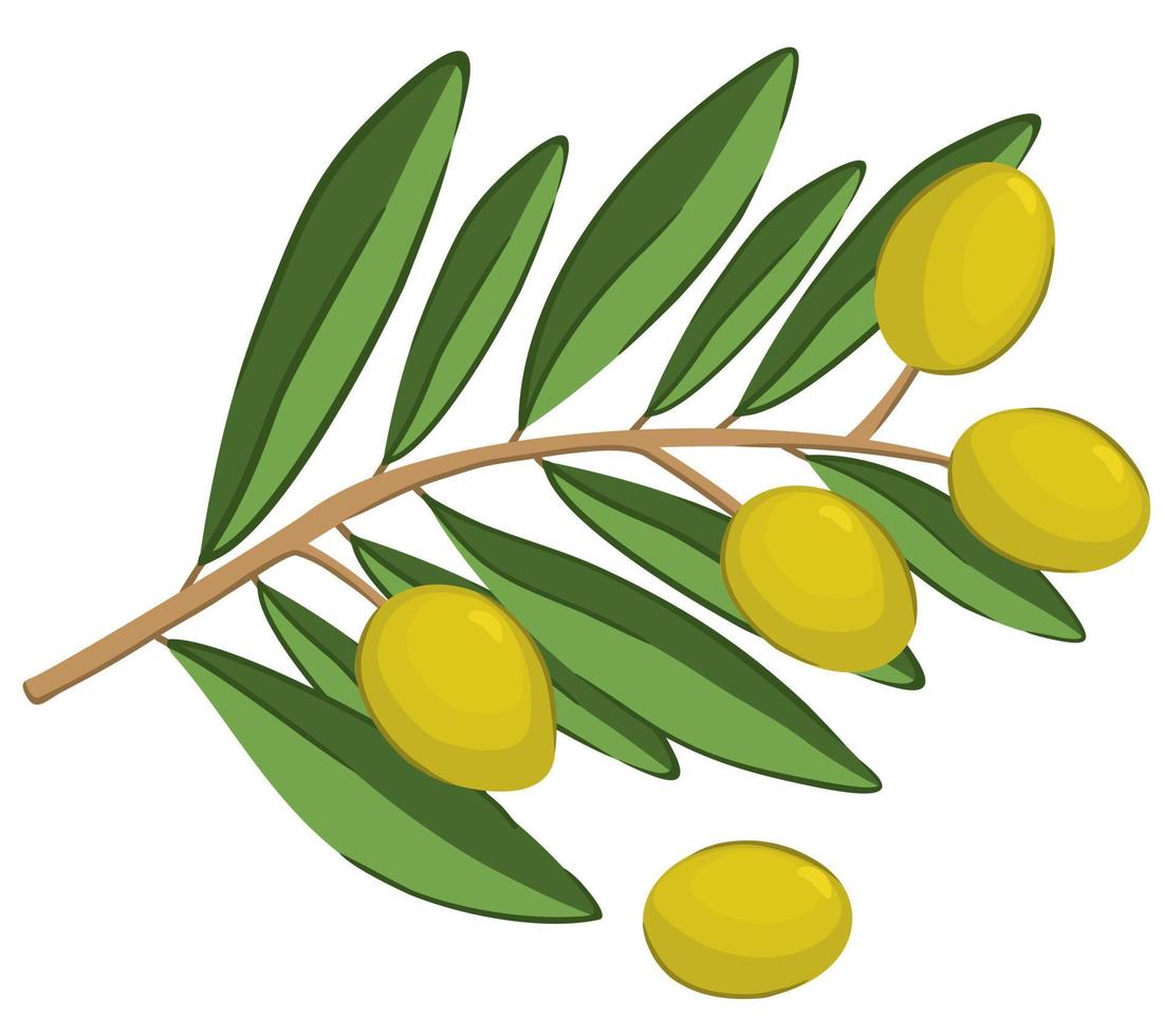 Vector isolated illustration of olive branch.