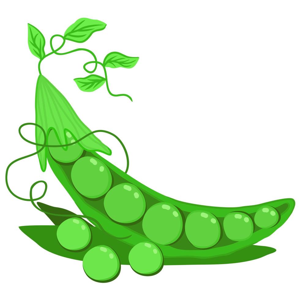 Vector bright illustration of peas.