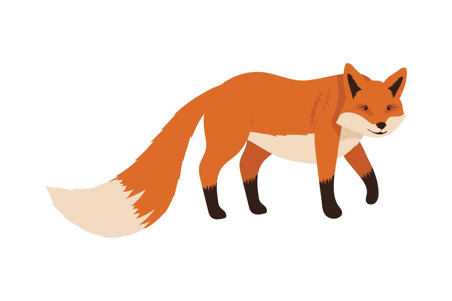 wild fox walking vector