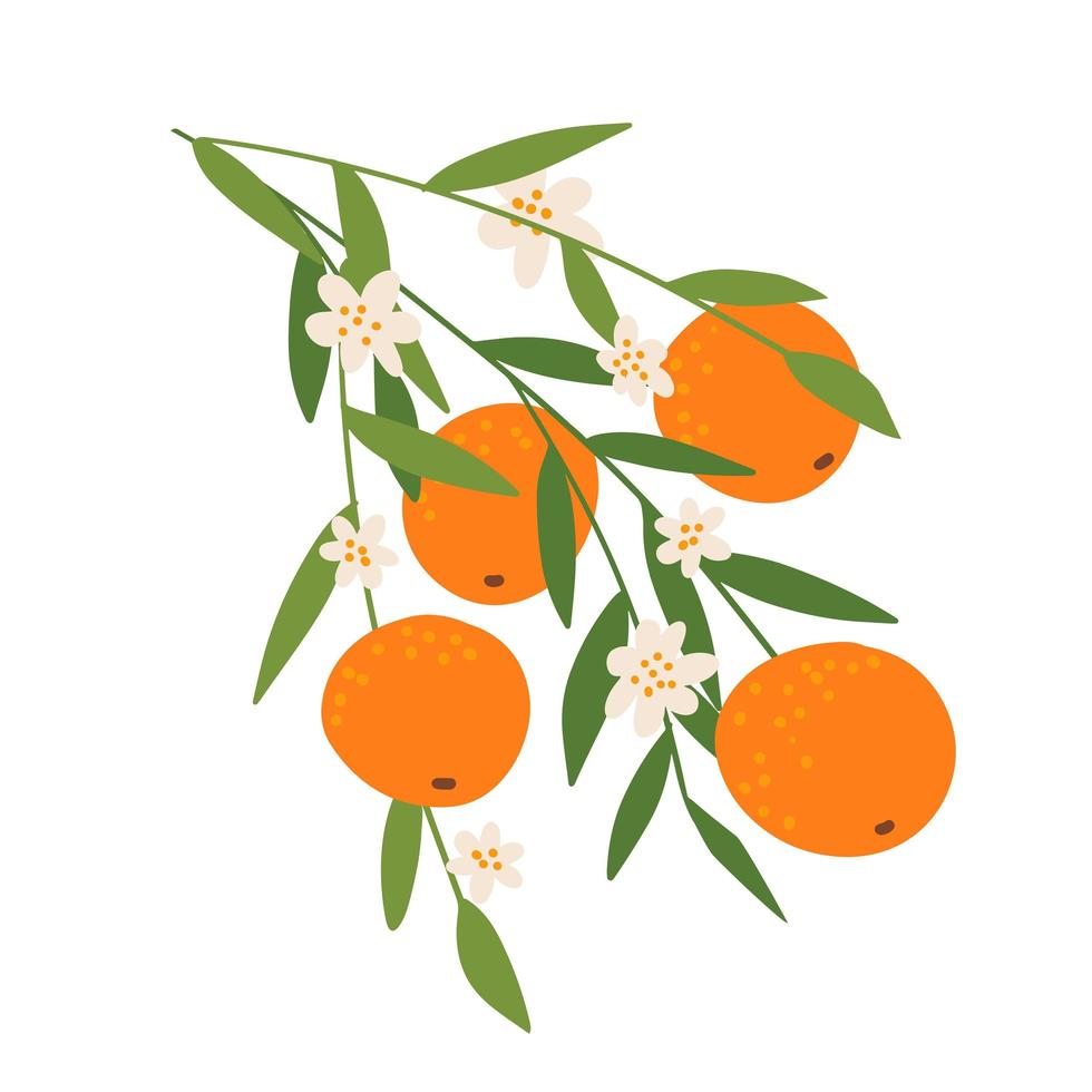 rama con naranja y flores aislado sobre fondo blanco. diseño plano para póster o camiseta. ilustración vectorial dibujada a mano vector