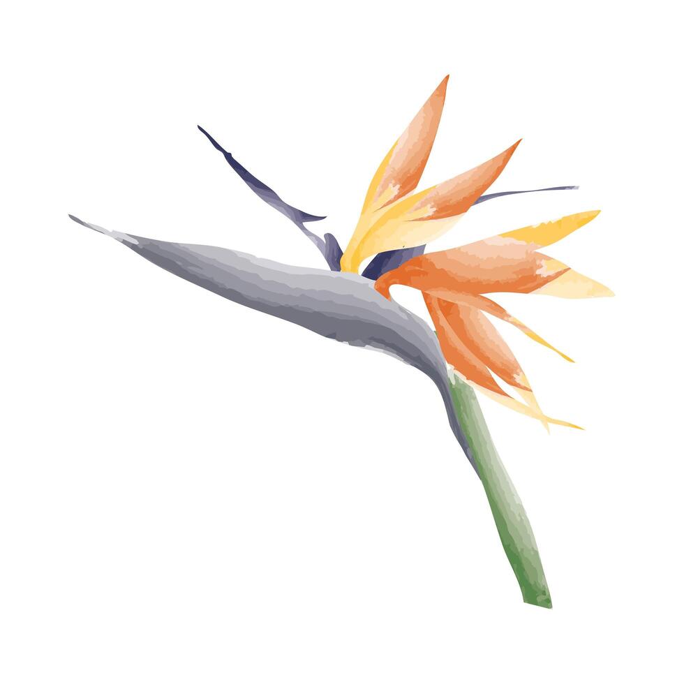 exotic heliconia flower vector