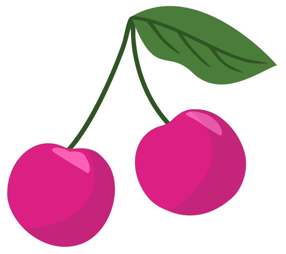 ilustración vectorial aislada de un par de cerezas. vector