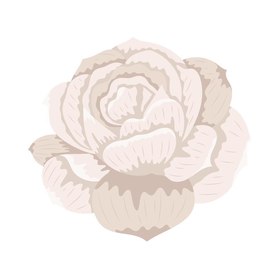 beige beautiful rose vector