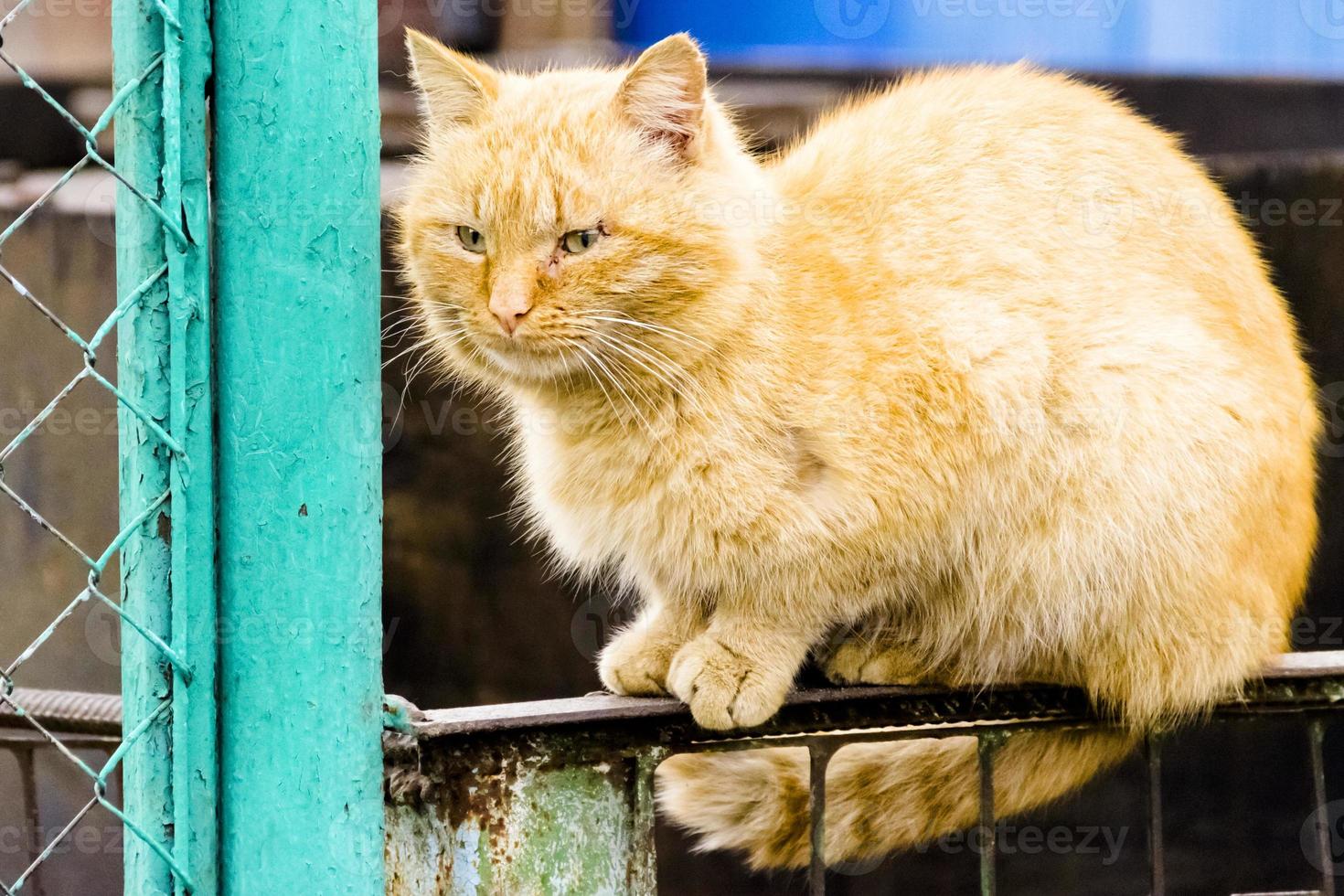 beautiful red cat sits in spring on the fence photo