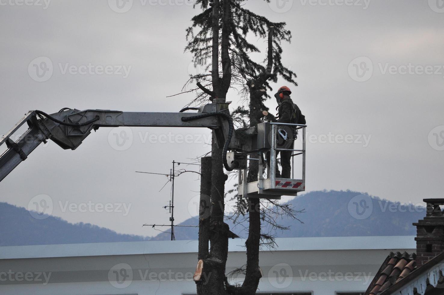 Unrecognisable gardener pruning a tree photo