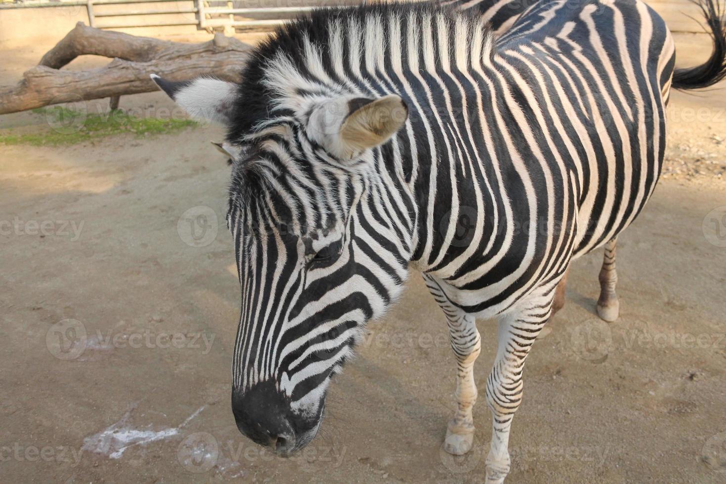 Zebra African equid of the horse family with distinctive black a photo