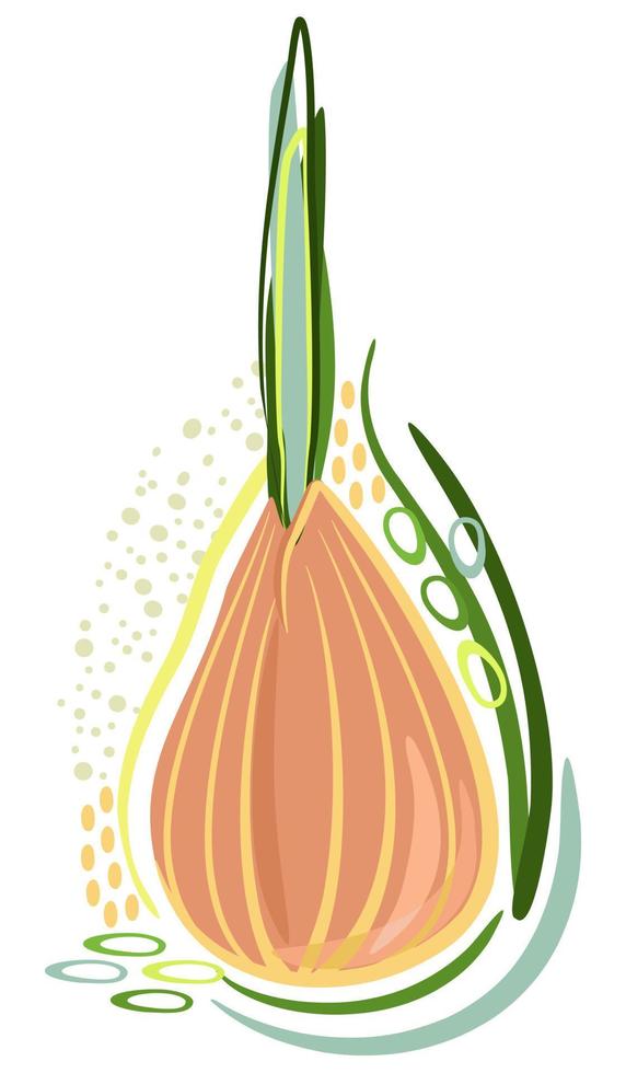 Vector isolated abstract illustration of onion.