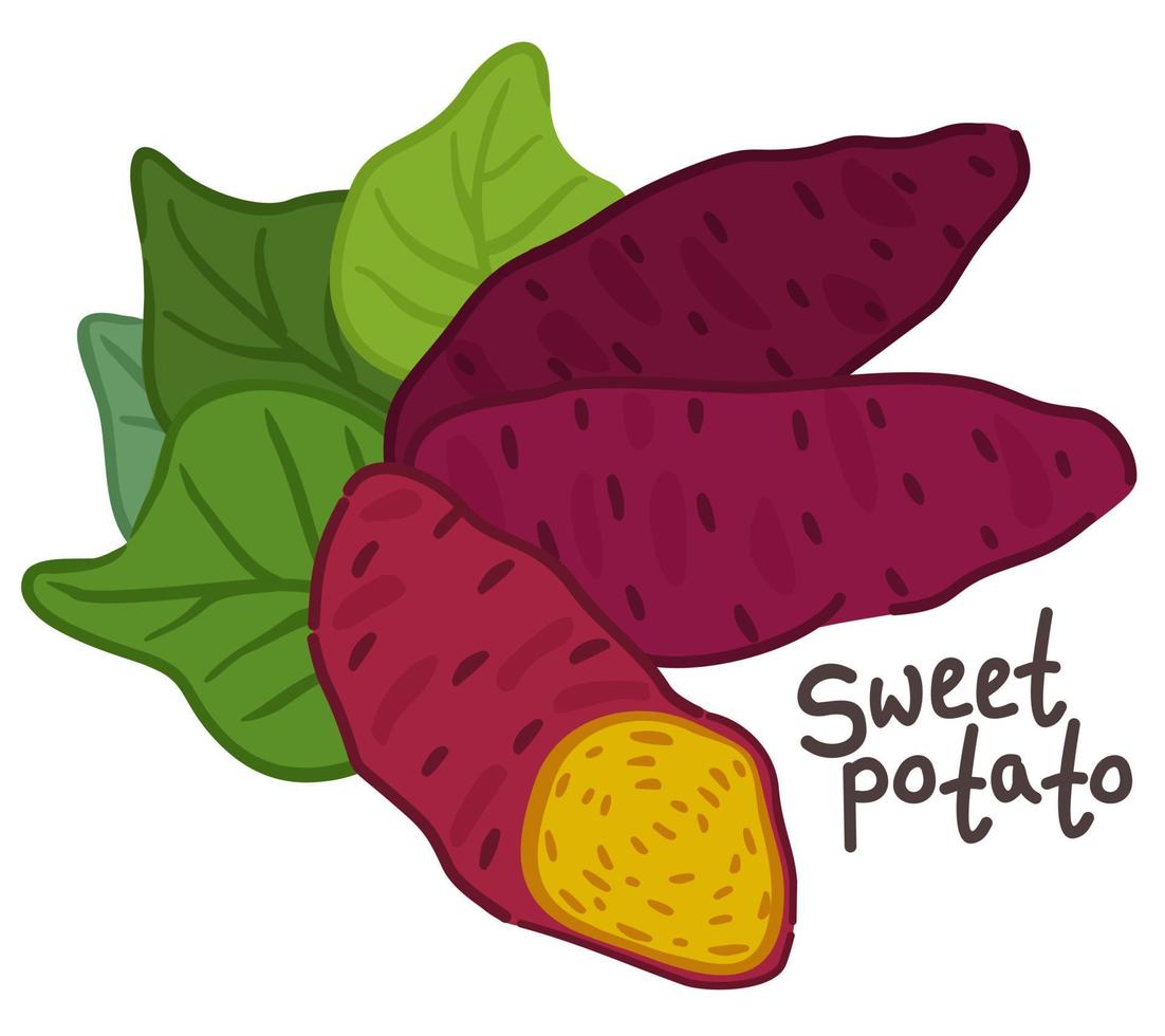 Vector isolated illustration of sweet potatoes with lettering.