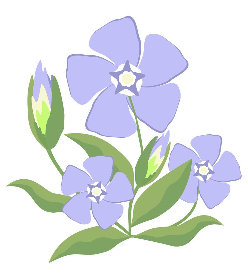 ilustración vectorial aislada de la flor de vincapervinca en colores pastel claros vector